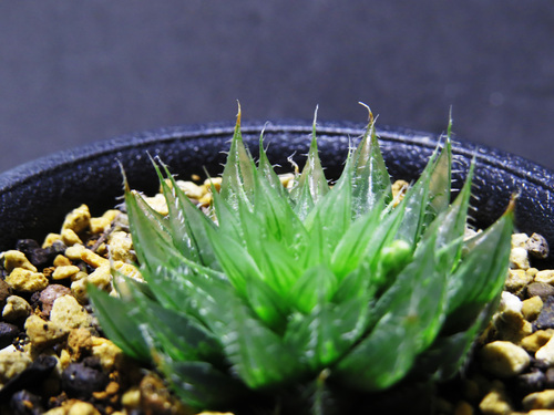 Haworthia calaensis IB12513 8Km SW of Cala : Aqua Purafa Haworthia calaensis IB12513 8Km SW of Cala : Aqua Purafa