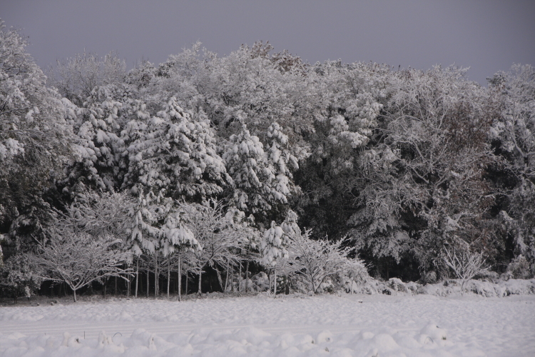 雪の日_d0247340_1403234.jpg