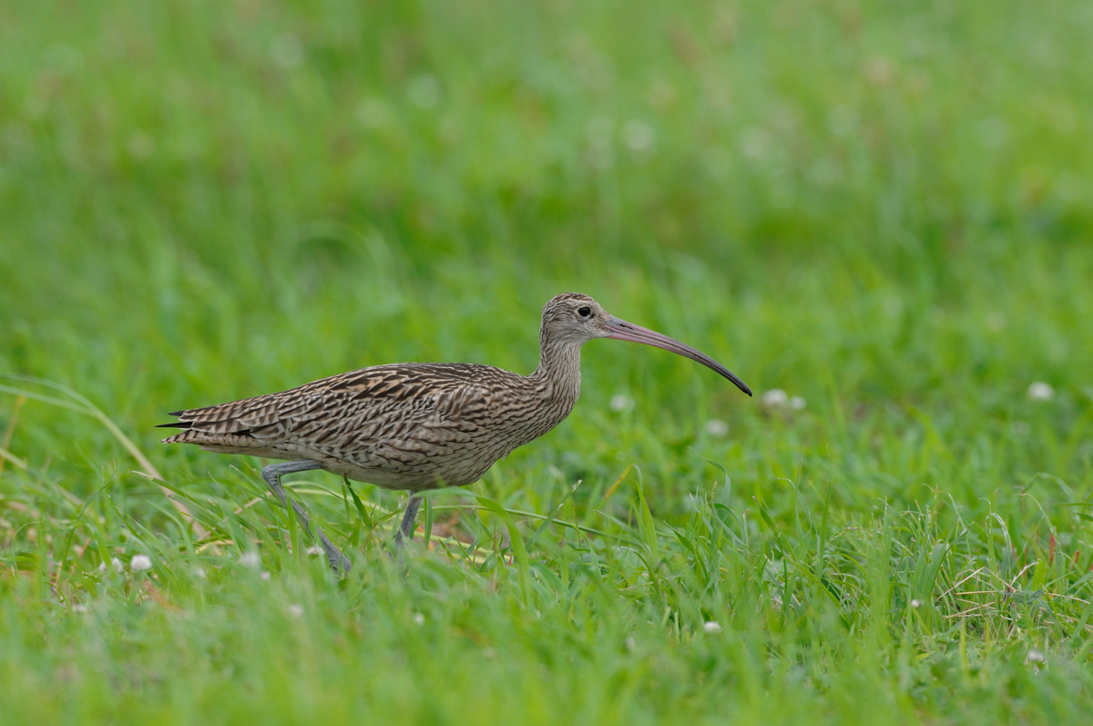 ２０１２年４月の鳥たち_a0039245_212084.jpg