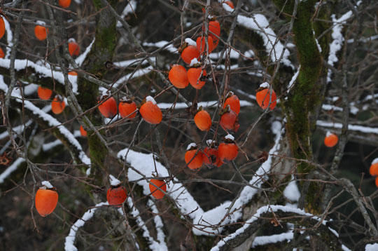 c0093046_901740.jpg
