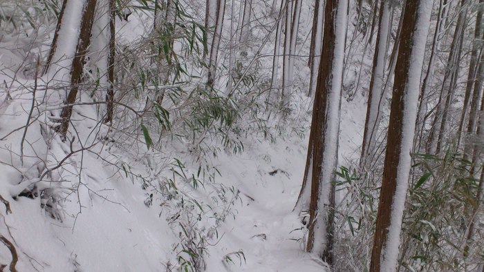 ダイトレ♪　紀見峠～中葛城山_b0148050_21273479.jpg