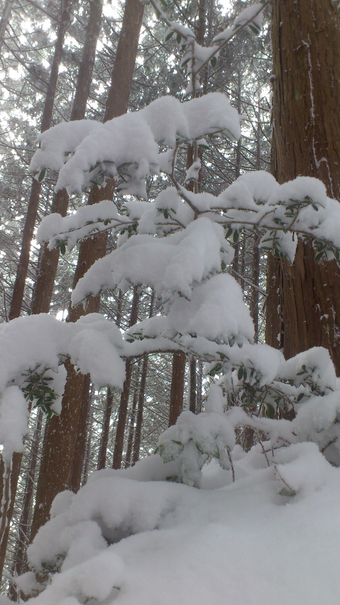 ダイトレ♪　紀見峠～中葛城山_b0148050_21425684.jpg