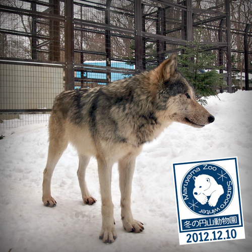 冬の円山動物園_e0105954_105424.jpg