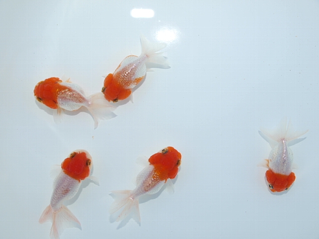 国産金魚_f0009758_1459567.jpg