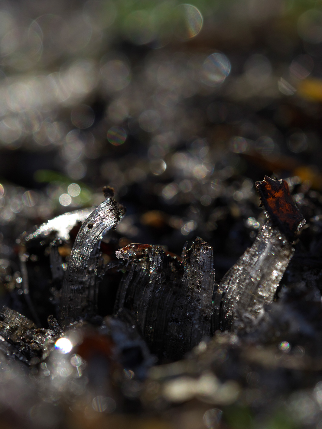 f0121181_482015.jpg