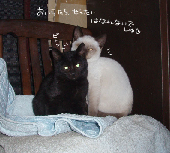 d0071596_11421135.jpg
