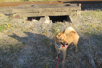 荒尾二造（東京第二陸軍造兵廠荒尾製造所）をコロンと歩く_a0137997_8364335.jpg