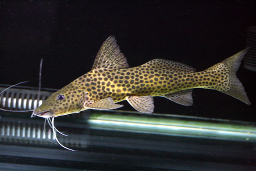 豹鯰緊急入荷 ビーボックスアクアリウム 熱帯魚情報