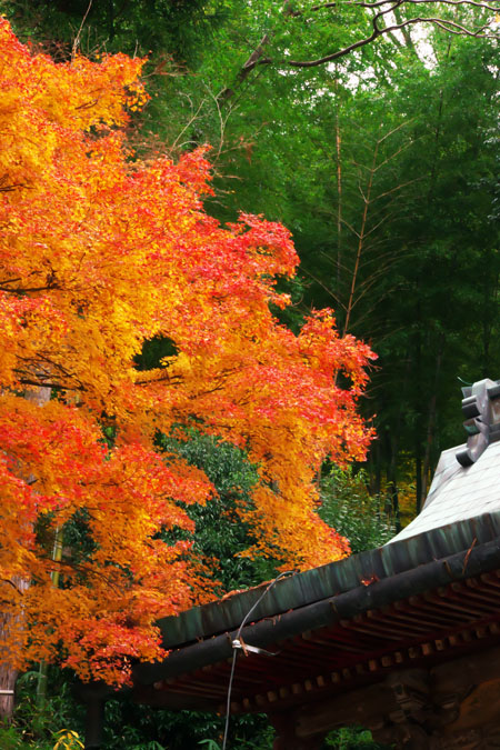 奈良 談山神社の紅葉2_a0263109_18473684.jpg