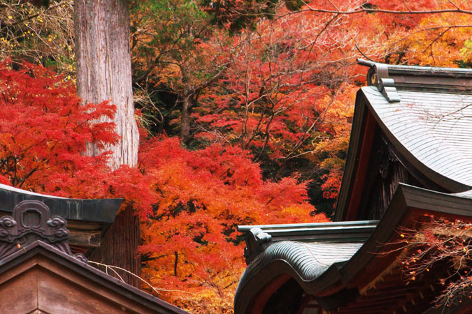 奈良 談山神社の紅葉2_a0263109_18475497.jpg