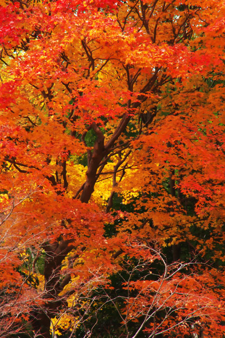 奈良 談山神社の紅葉2_a0263109_1849190.jpg