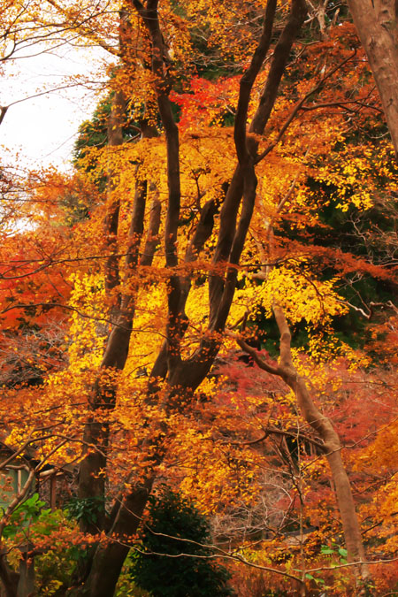 奈良 談山神社の紅葉2_a0263109_18501770.jpg