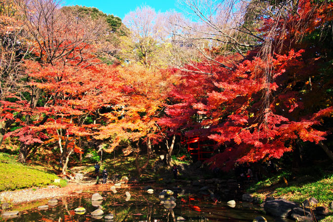 小石川後楽園の紅葉1_a0263109_20345572.jpg