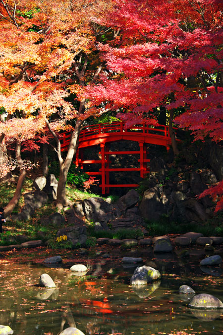 小石川後楽園の紅葉1_a0263109_20353875.jpg