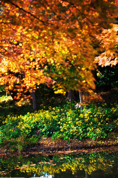 小石川後楽園の紅葉1_a0263109_2035988.jpg