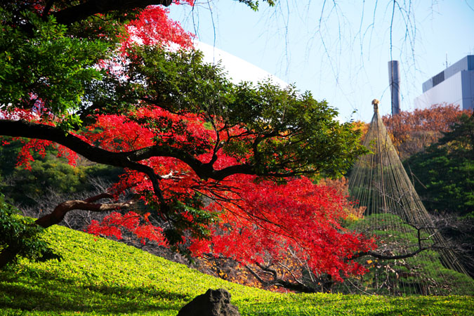 小石川後楽園の紅葉1_a0263109_20361266.jpg