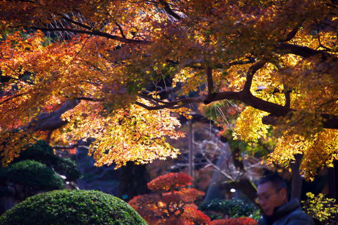 小石川後楽園の紅葉1_a0263109_20362575.jpg