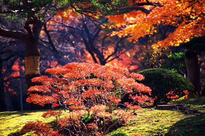 小石川後楽園の紅葉1_a0263109_20364195.jpg