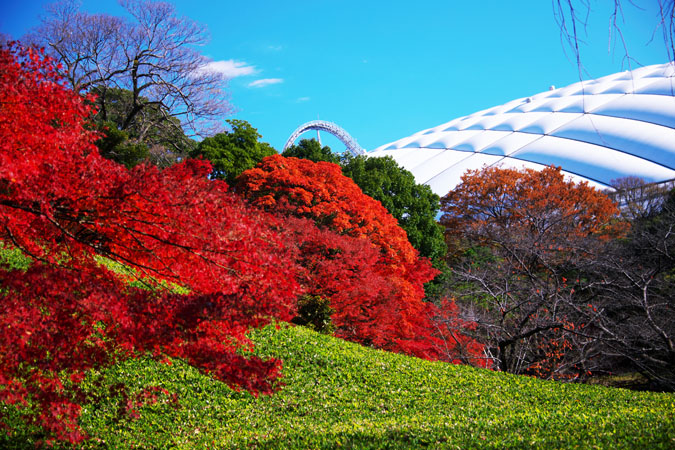 小石川後楽園の紅葉1_a0263109_20365798.jpg