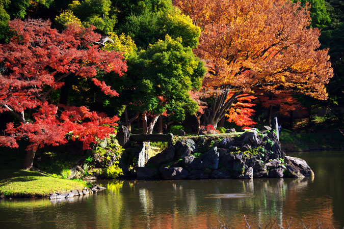 小石川後楽園の紅葉1_a0263109_20371087.jpg