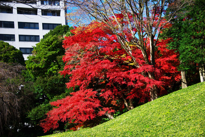 小石川後楽園の紅葉1_a0263109_20372464.jpg