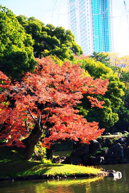 小石川後楽園の紅葉1_a0263109_20375284.jpg