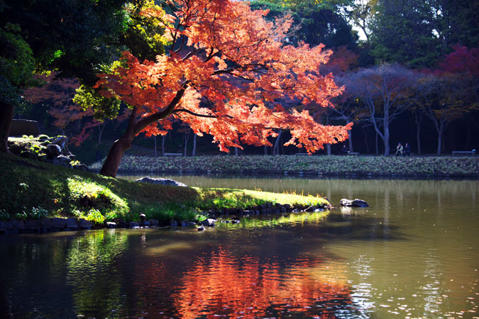 小石川後楽園の紅葉1_a0263109_20384250.jpg