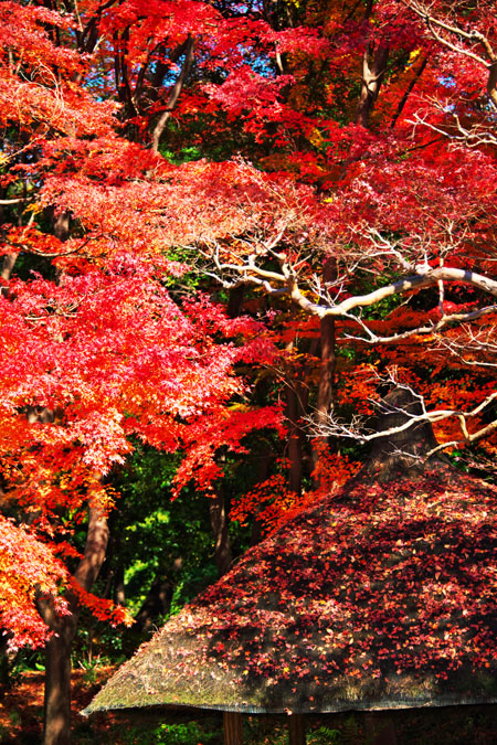 小石川後楽園の紅葉1_a0263109_20386100.jpg