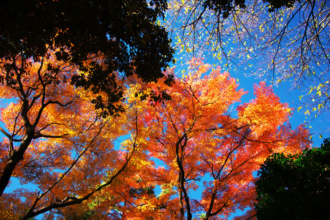 小石川後楽園の紅葉2_a0263109_20462274.jpg