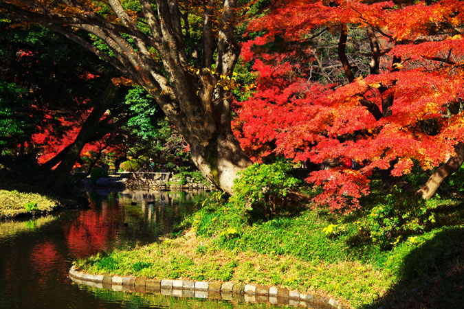 小石川後楽園の紅葉_a0263109_20493920.jpg