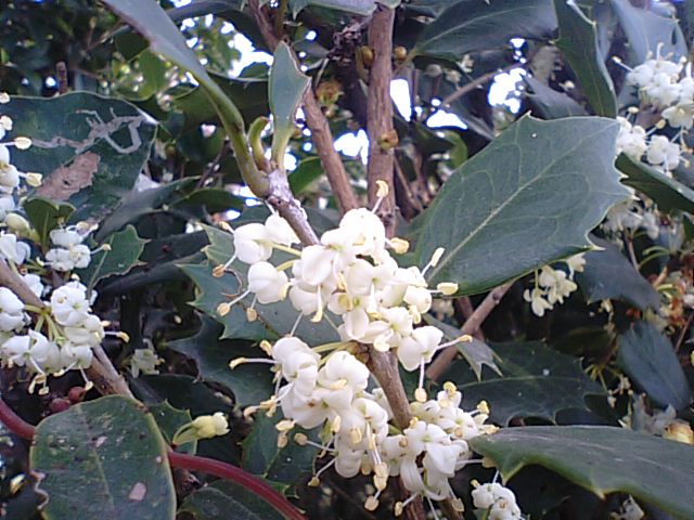 柊 ヒイラギ の花 日本の柊と西洋の柊の違い 徳ちゃん便り