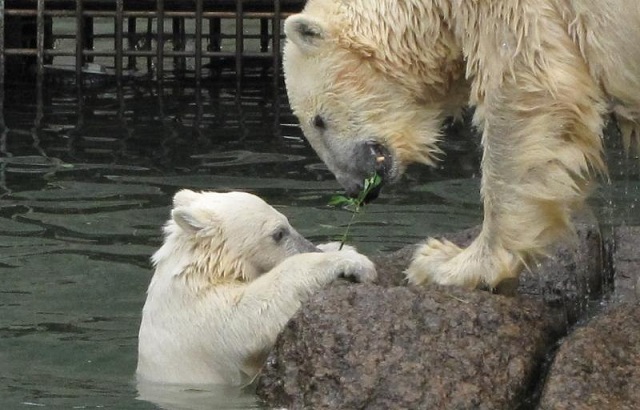 ロシア・サンクトペテルブルク、レニングラード動物園のロモノーソフのヤクーツク動物園への移動が決定_a0151913_0234569.jpg