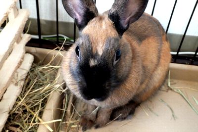 ネザーランドドワーフの毛色 50代からの女道 Serendipity ネザーランドドワーフの毛色 50代からの女道 Serendipity