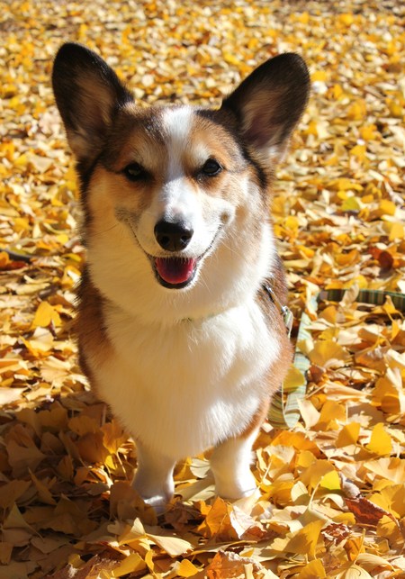 紅葉散歩へ~♪_f0155118_8205346.jpg