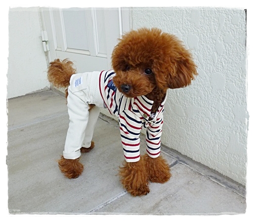 着画です⭐ハンドメイド　犬の服 ペット服 甚平 3Dガーゼ 鯉総柄 犬用ドレス コスチューム 犬用