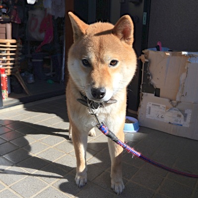 【拡散希望／迷子犬保護】飼い主様を探しています！【千葉県市原市】_d0170430_23181638.jpg