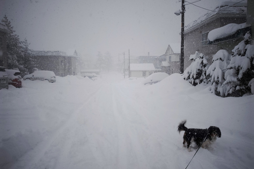 札幌は一時、ホワイトアウト・・・_c0051132_21173877.jpg