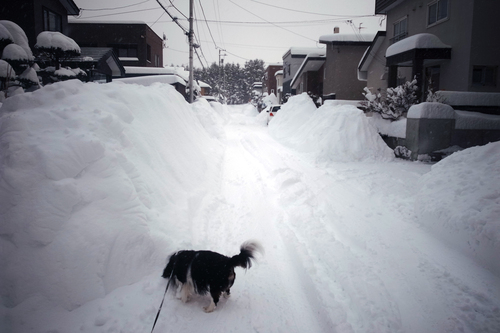 札幌は一時、ホワイトアウト・・・_c0051132_21182336.jpg