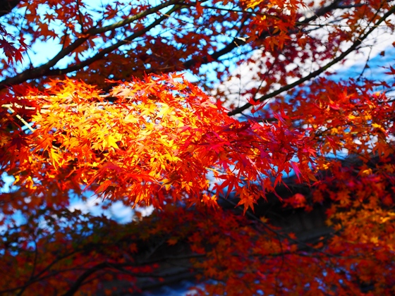 都波岐奈加等神社への道のり(2)_e0158743_20201470.jpg