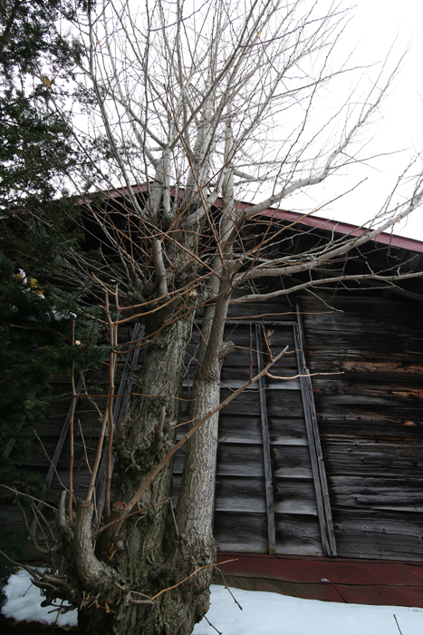 c0035245_2471882.jpg