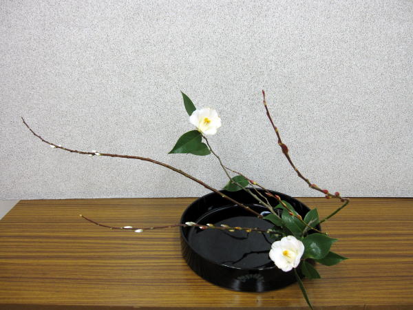 赤芽柳と白椿 リリ子の一坪ガーデン 赤芽柳と白椿 リリ子の一坪ガーデン
