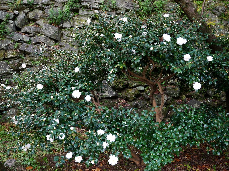 　　和歌山城公園にて_b0093754_22503294.jpg