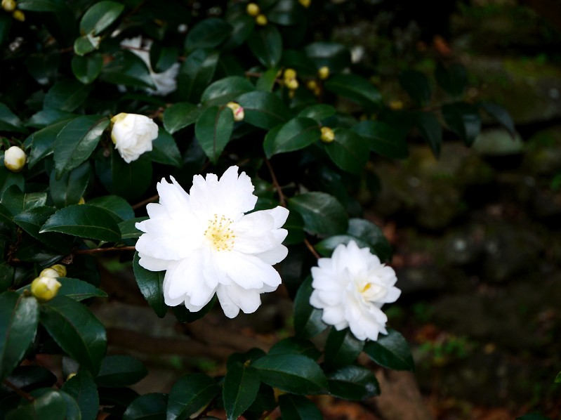 　　和歌山城公園にて_b0093754_2250462.jpg