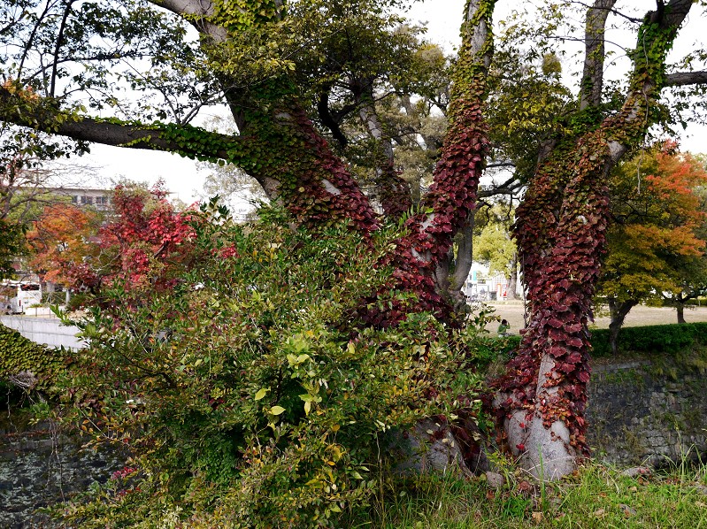 　　和歌山城公園にて_b0093754_22514119.jpg