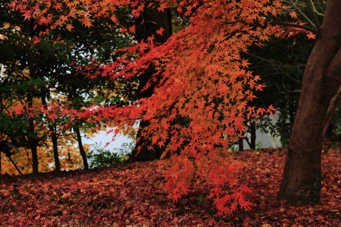 弘川寺 紅葉 12 Switch Off