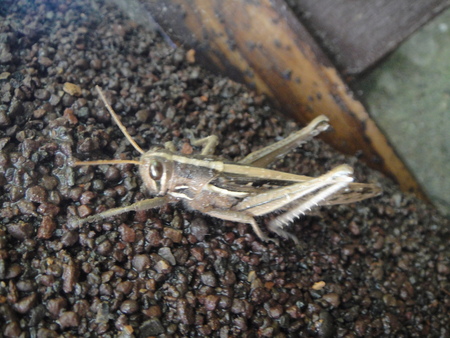 c0108460_17115881.jpg
