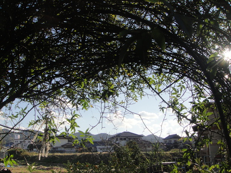 c0108460_179316.jpg