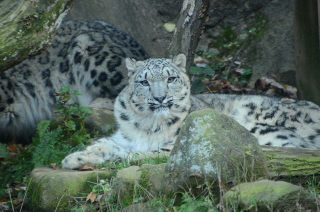 ２０１２年１１月　多摩動物園_a0052986_7345129.jpg