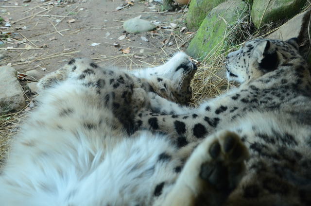 ２０１２年１１月　多摩動物園_a0052986_7355746.jpg