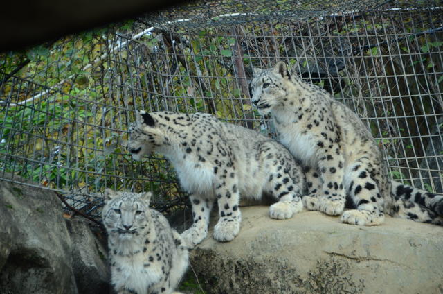 ２０１２年１１月　多摩動物園_a0052986_738427.jpg